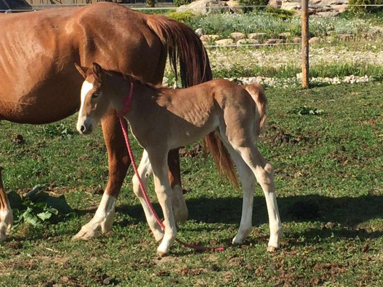 Aukštadvaris Villa Cheval מראה חיצוני תמונה