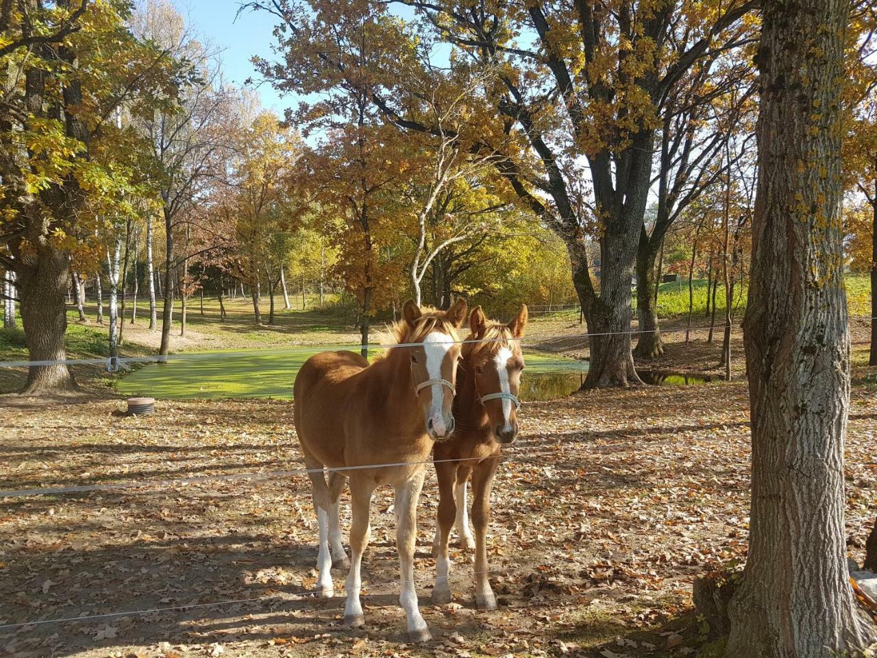 Aukštadvaris Villa Cheval מראה חיצוני תמונה